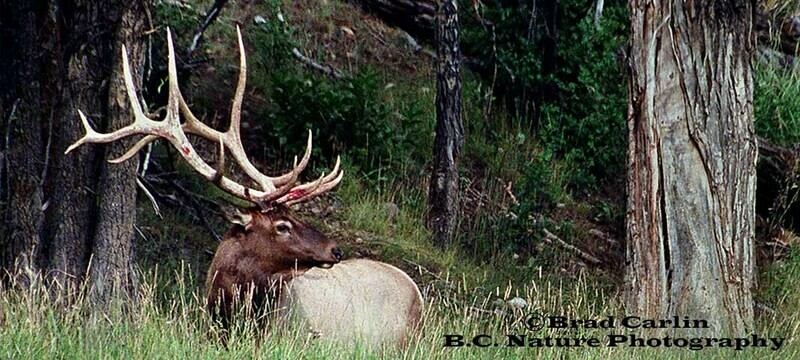 Rocky Mountain Addiction