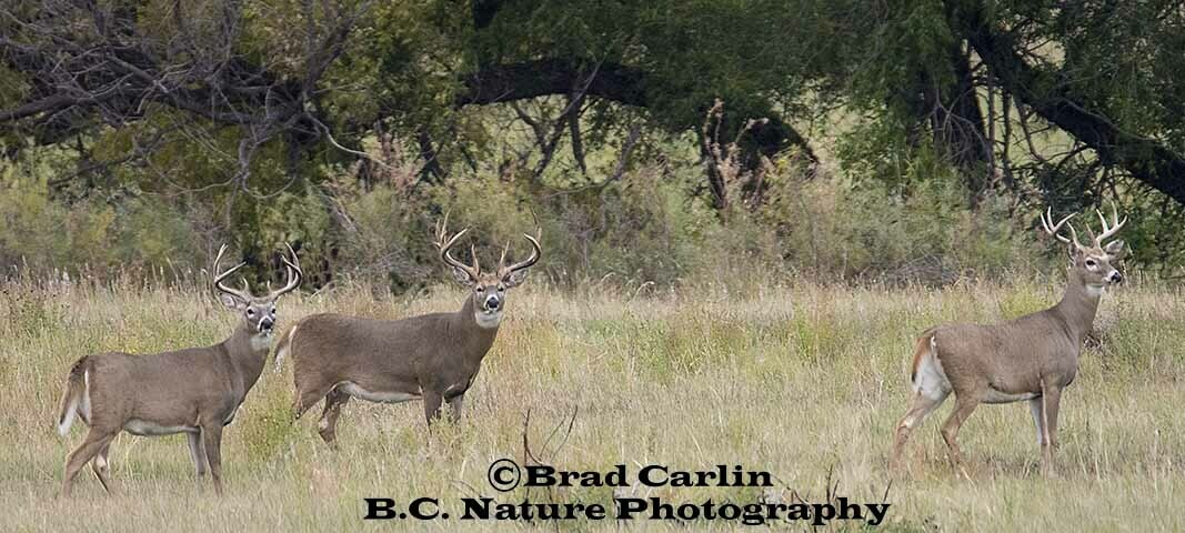 Whitetail Pano 20191