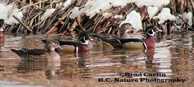 Wood Duck Chase