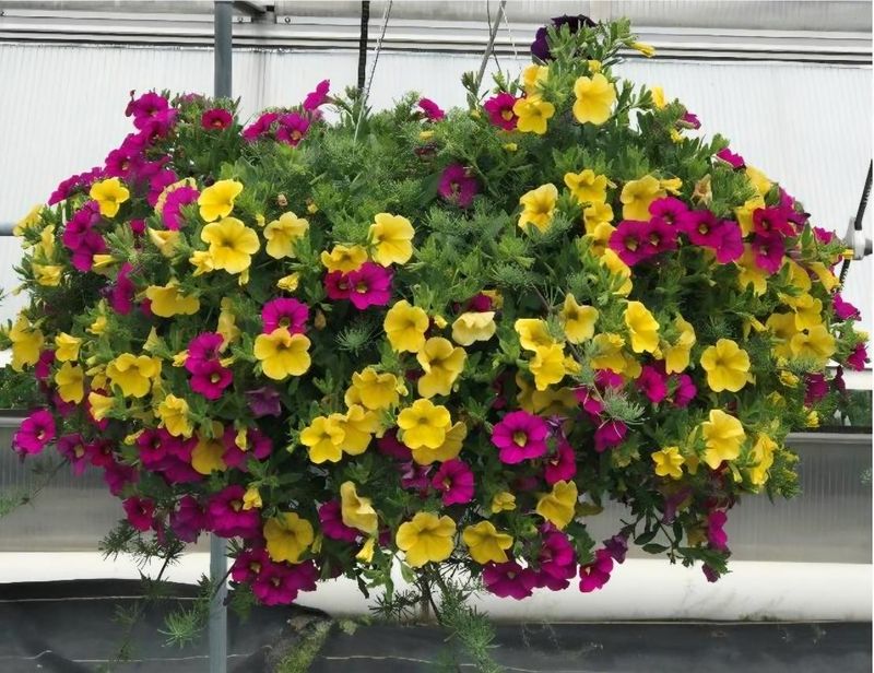 Calibrachoa/Million Bells Hanging Basket