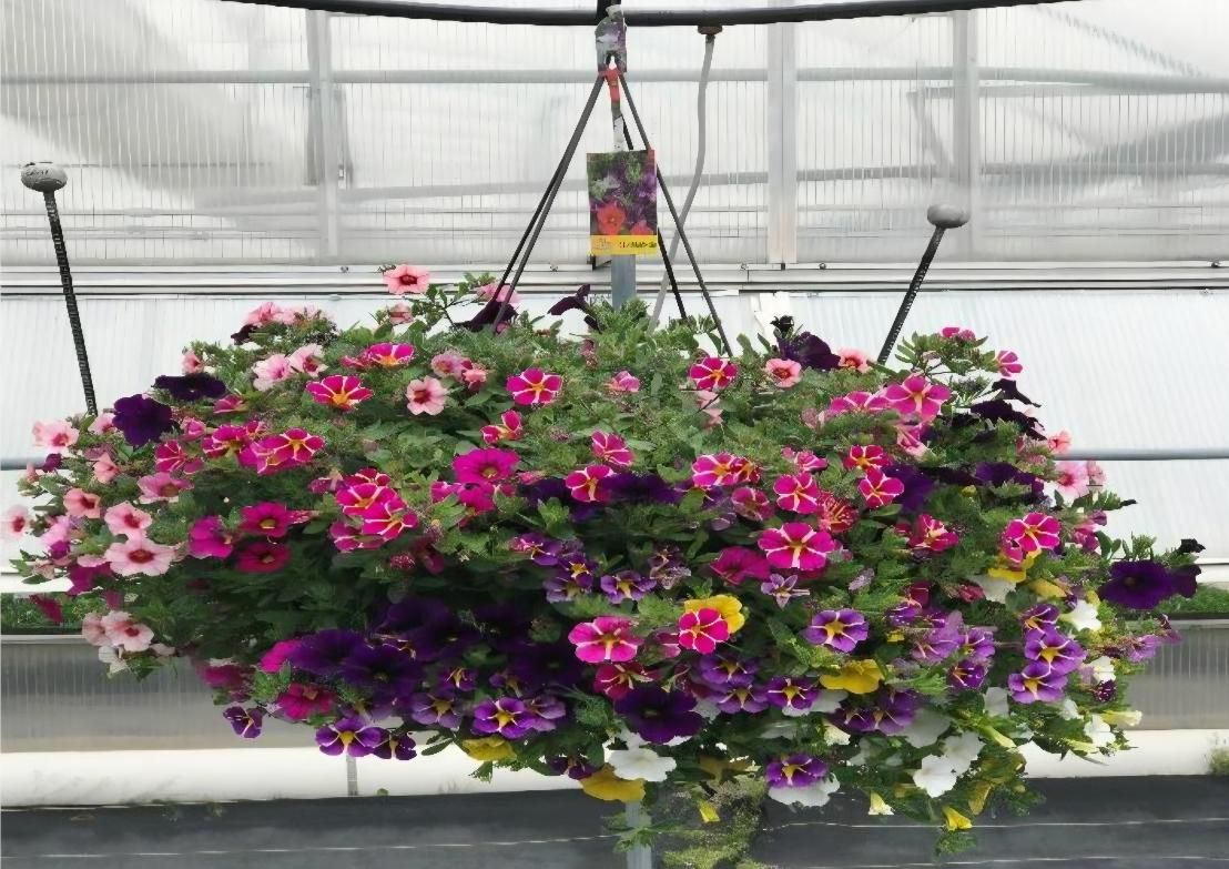 Mixed Flower Full Sun Hanging Basket