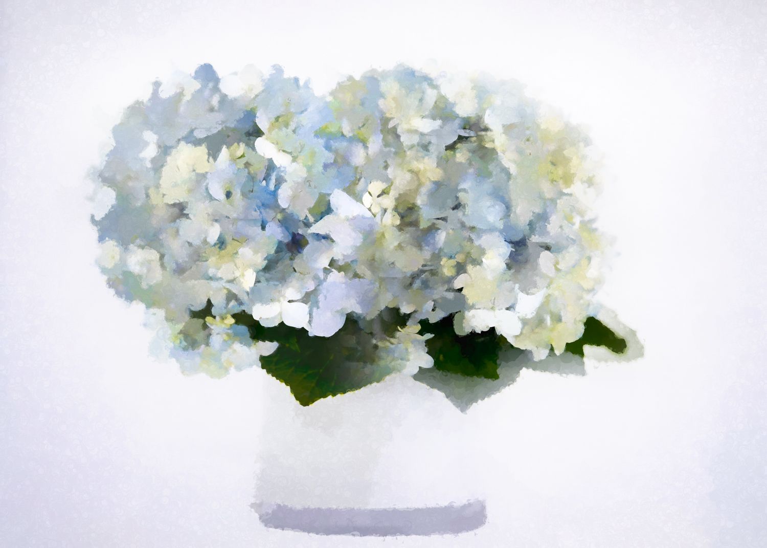 Hydrangea