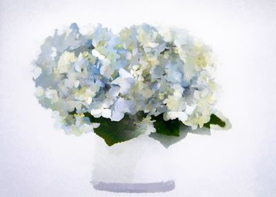 Hydrangea