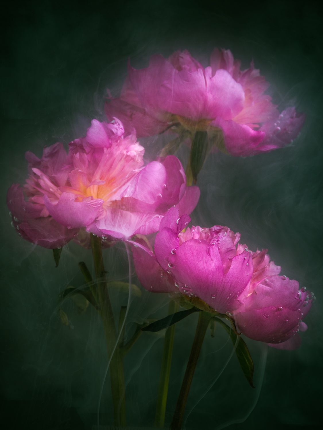 Peonies in Water