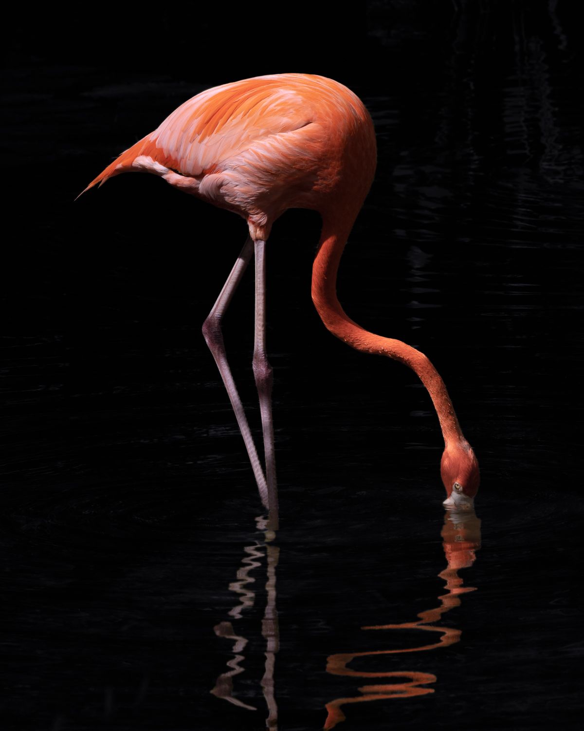 Reflections in Flame