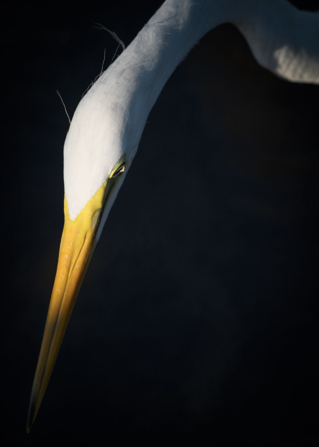 A Very Majestic Egret