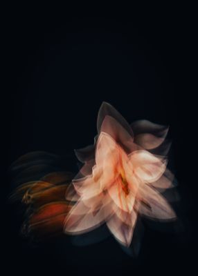 After Dark, They Open