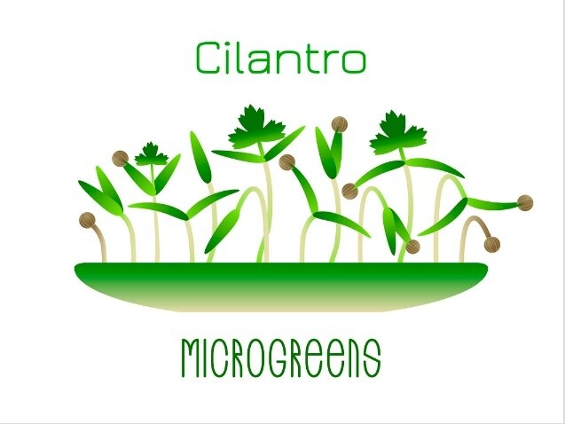 Cilantro ( धनिया) Microgreens