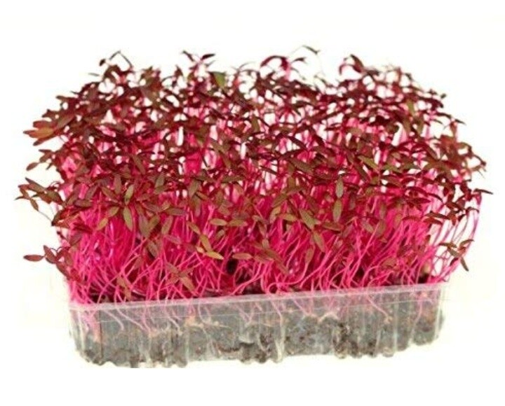 Red Amaranth Microgreens