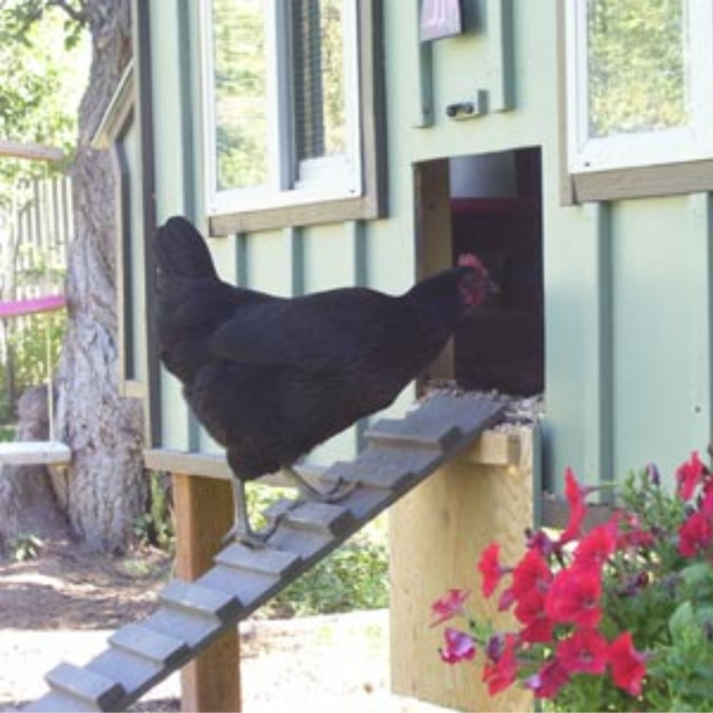 Daisy Coop Building Plans - Instant Download