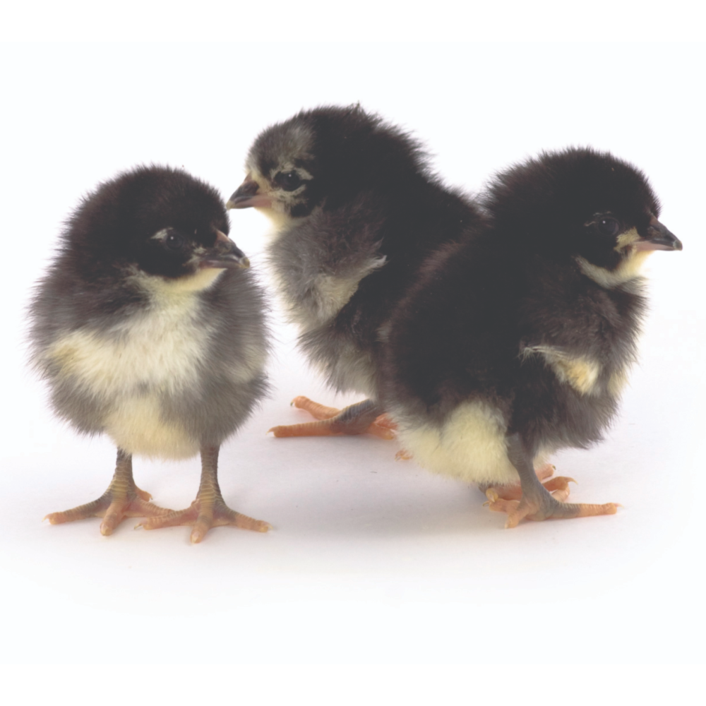 Black Jersey Giant Day Old Chicks