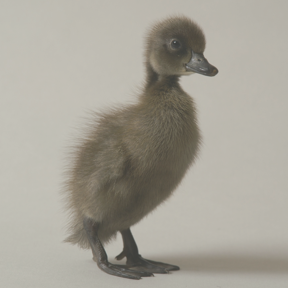 Blue Runner Day Old Ducklings