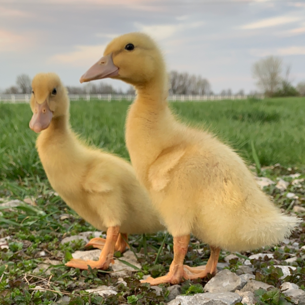 Saxony Day Old Ducklings