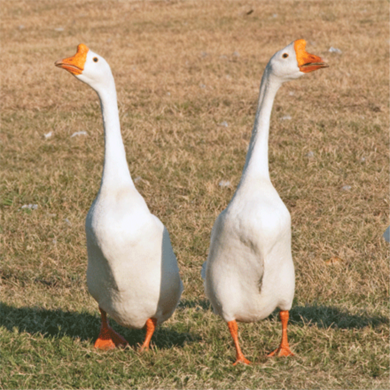 White Chinese Day Old Goslings