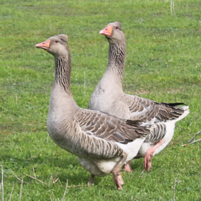 Tufted Toulouse Day Old Goslings - Discontinued