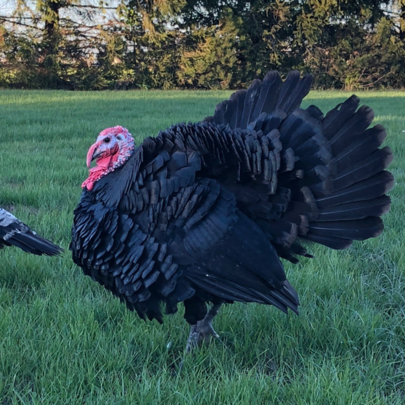Black Spanish Heritage Day Old Turkey Poults