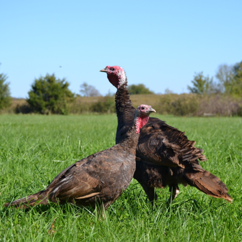 chocolate-heritage-day-old-turkey-poults