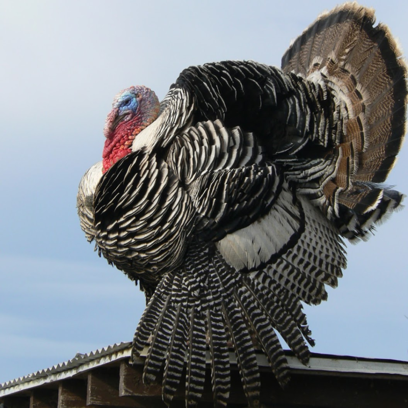 Narragansett Heritage Day Old Turkey Poults