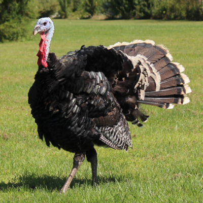 Standard Bronze Heritage Day Old Turkey Poults