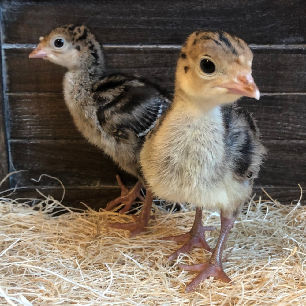 Standard Bronze Heritage Day Old Turkey Poults