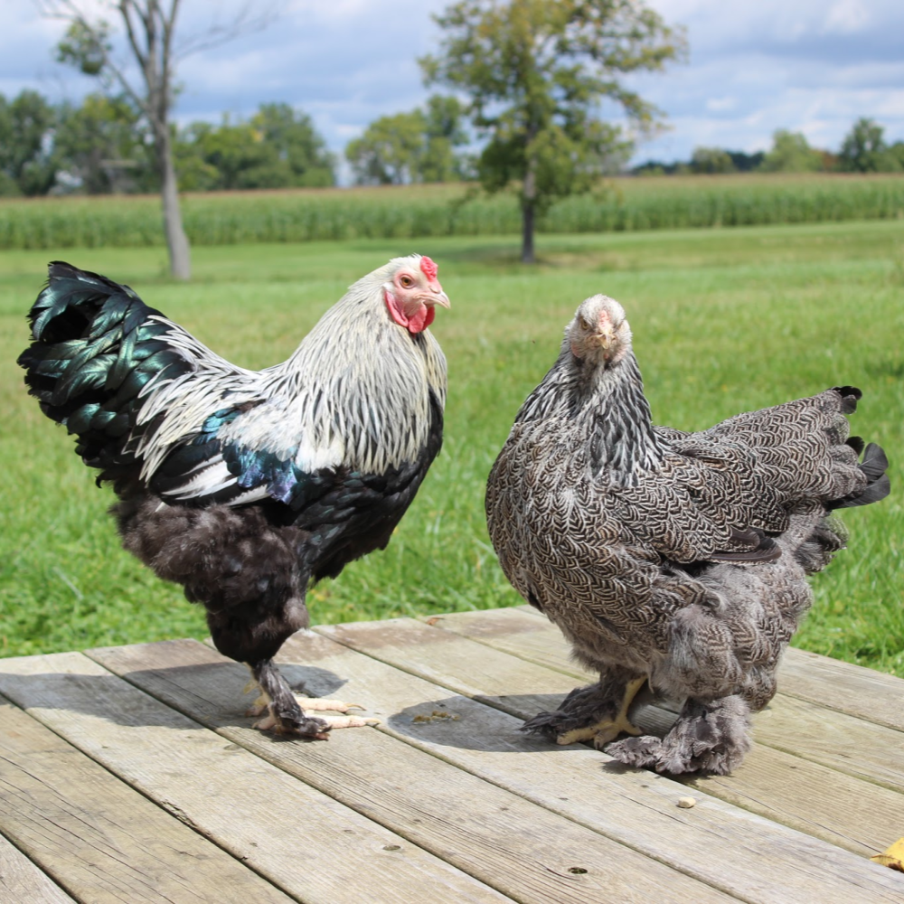 brahma boots waterproof