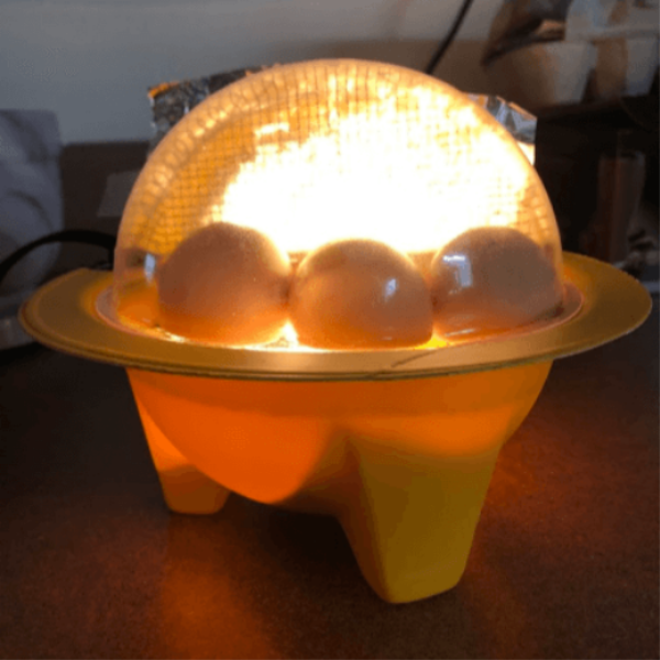 GQF Chick-Bator Incubator