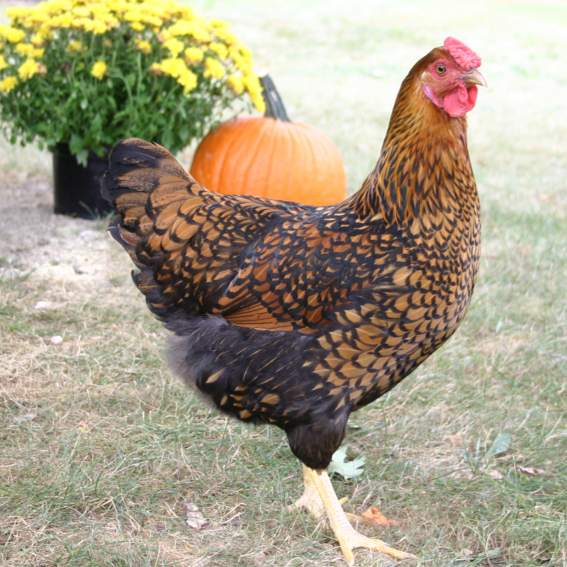 Golden Laced Wyandotte Day Old Chicks