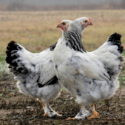 Light Brahma Day Old Chicks, Gender: Female