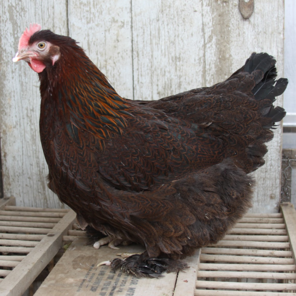 What&rsquo;s Hatching