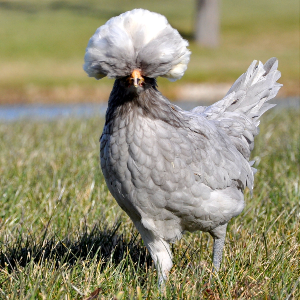 White Polish Chicken Hen