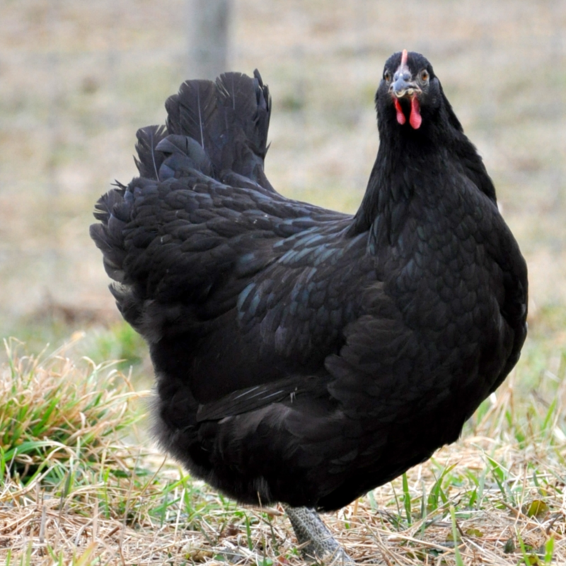 Jersey Giant Chicken Size Comparison