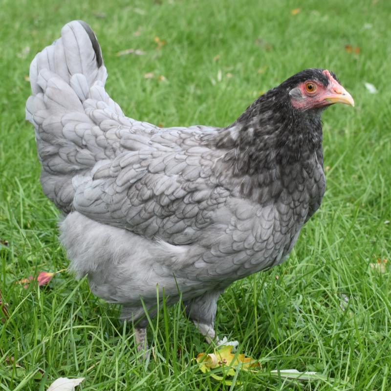 Blue Cuckoo Marans Day Old Chicks
