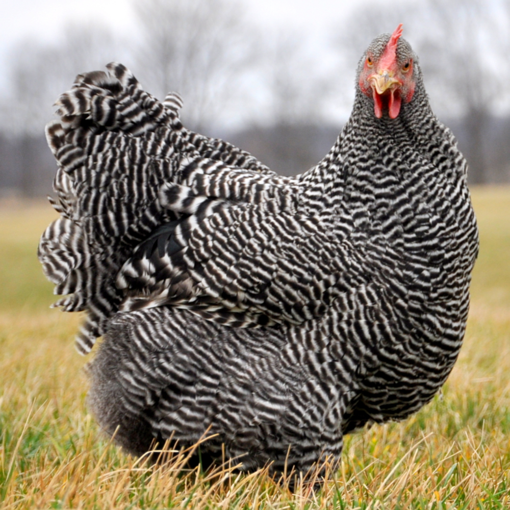 Heritage Barred Plymouth Rock Day Old Chicks - Discontinued