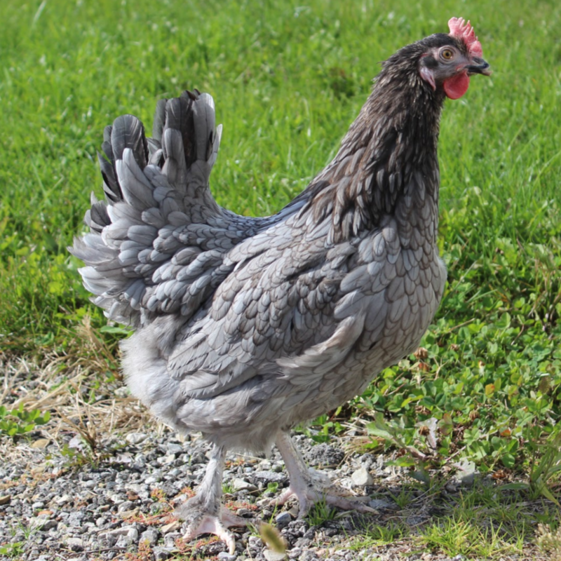 Blue (BBS) Birchen Marans Day Old Chicks