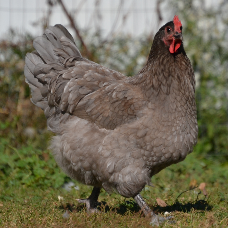 Blue (BBS) Orpington Day Old Chicks