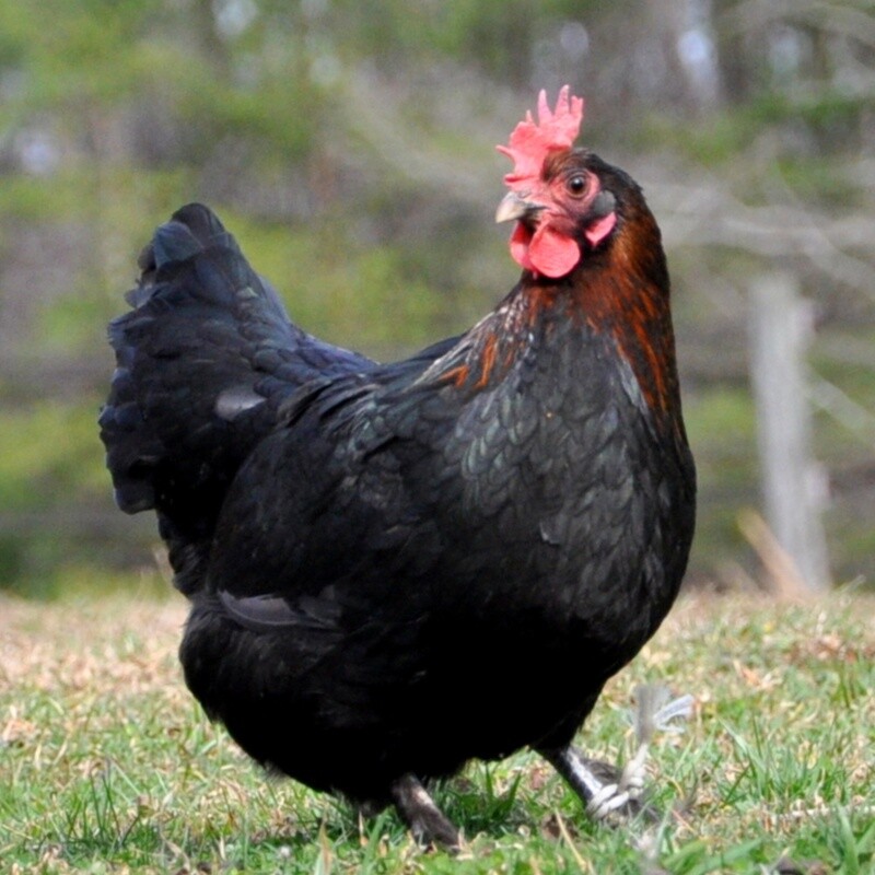 Black Copper Marans Day Old Chicks