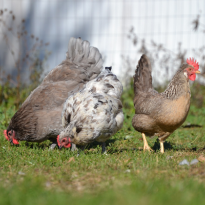 Assorted Rare Breed Day Old Chicks