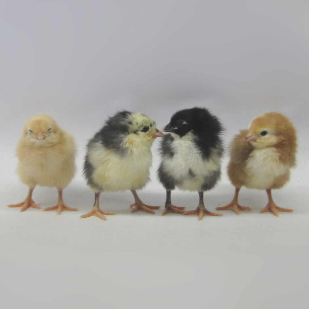Brown Egg Layer Assortment Day Old Chicks