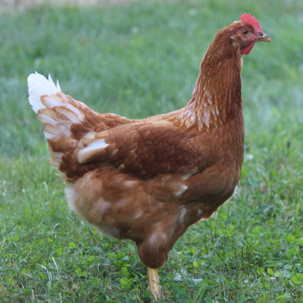 What Happens in the Coop Sign