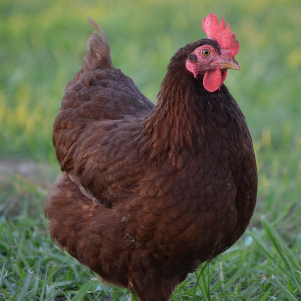 Rhode Island Red Started Pullet