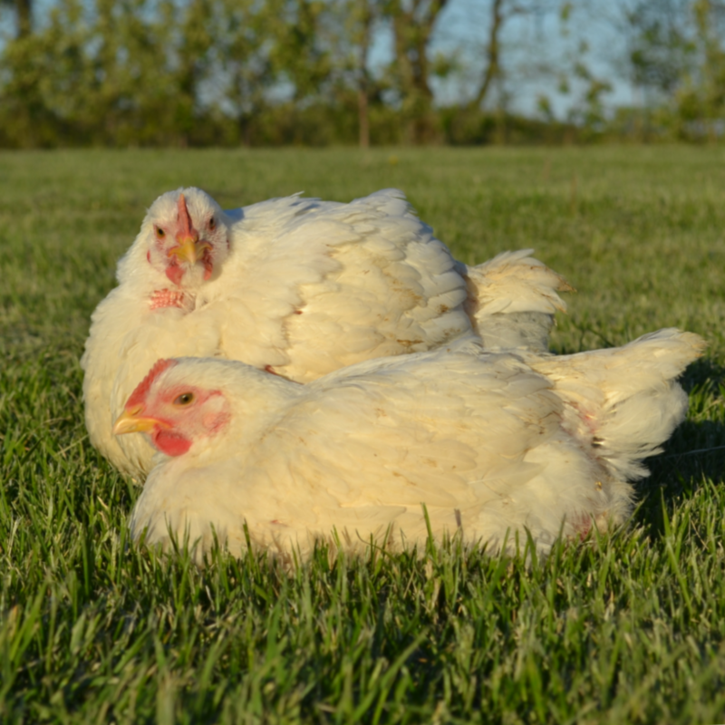 Jumbo White Cornish Cross Broiler Day Old Chicks