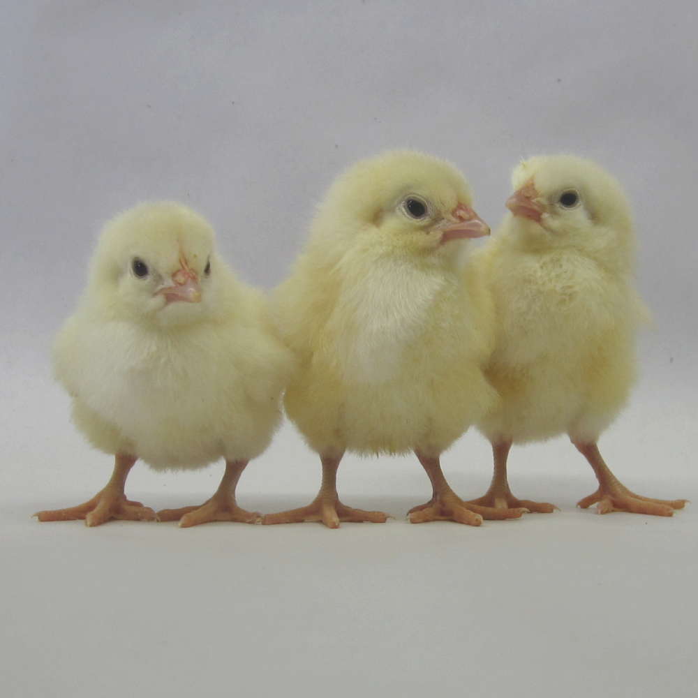 Jumbo White Cornish Cross Broiler Day Old Chicks