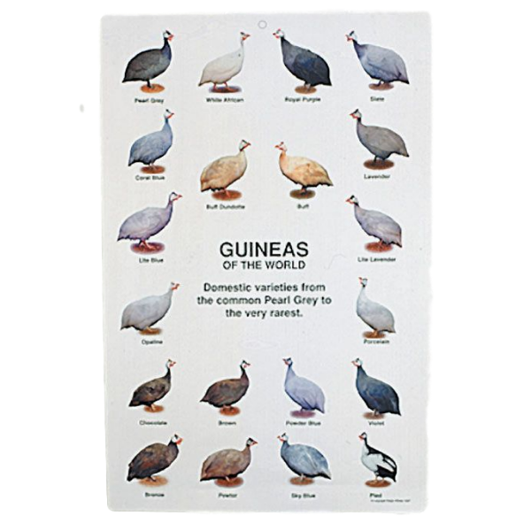 Guinea Fowl Poster