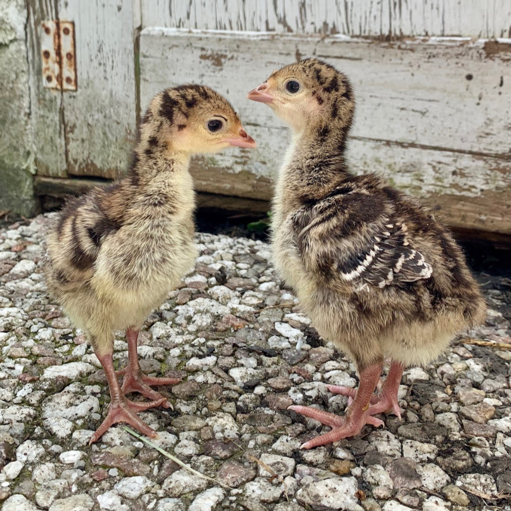 Surplus Broad Breasted Day Old Turkey Poults