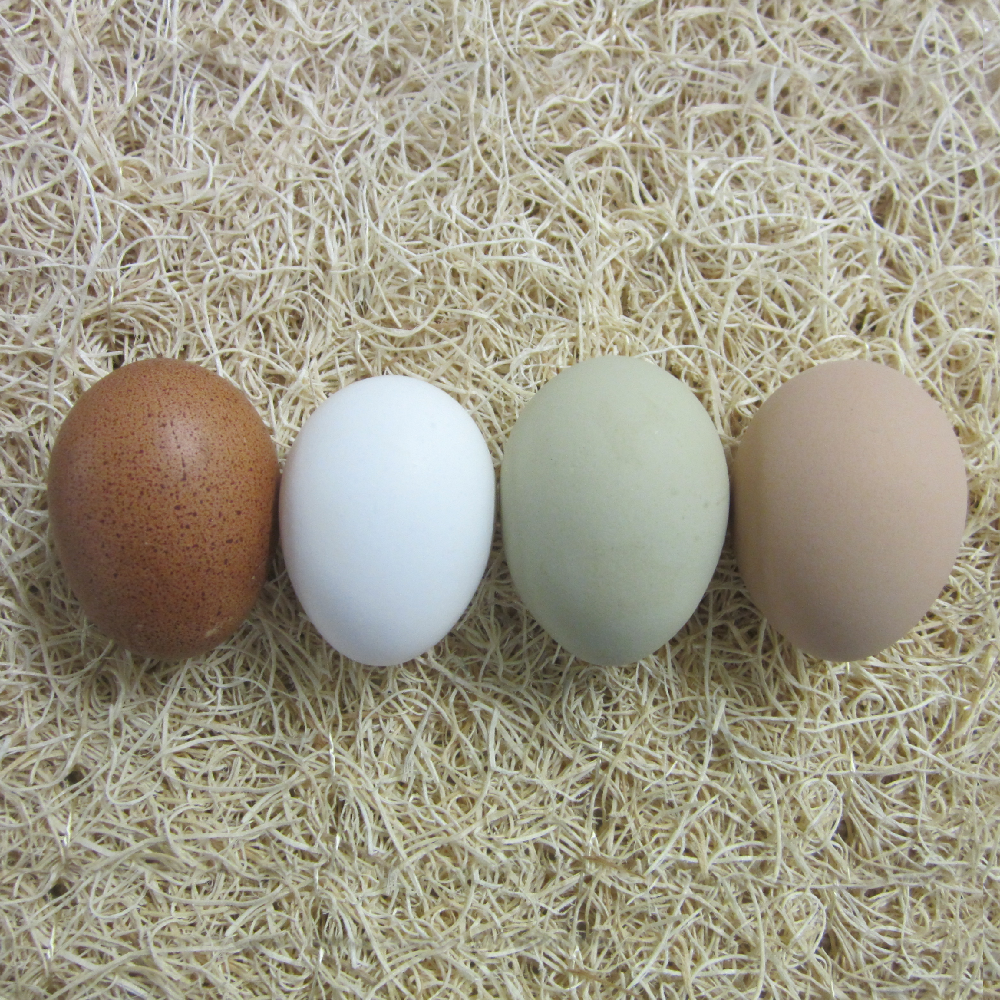 Assorted Chicken Hatching Eggs