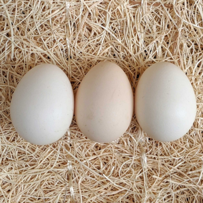 Assorted Bantam Hatching Eggs