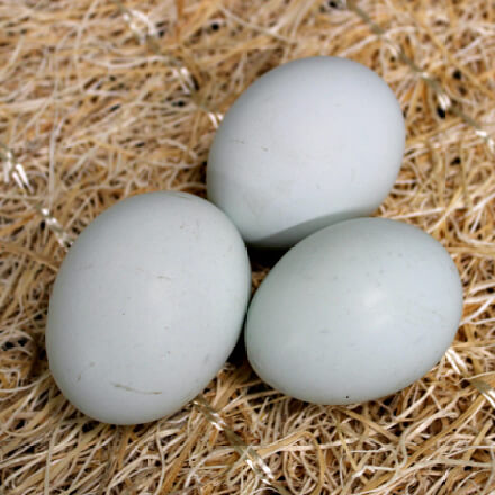 Cream Legbar Hatching Eggs - Currently Unavailable