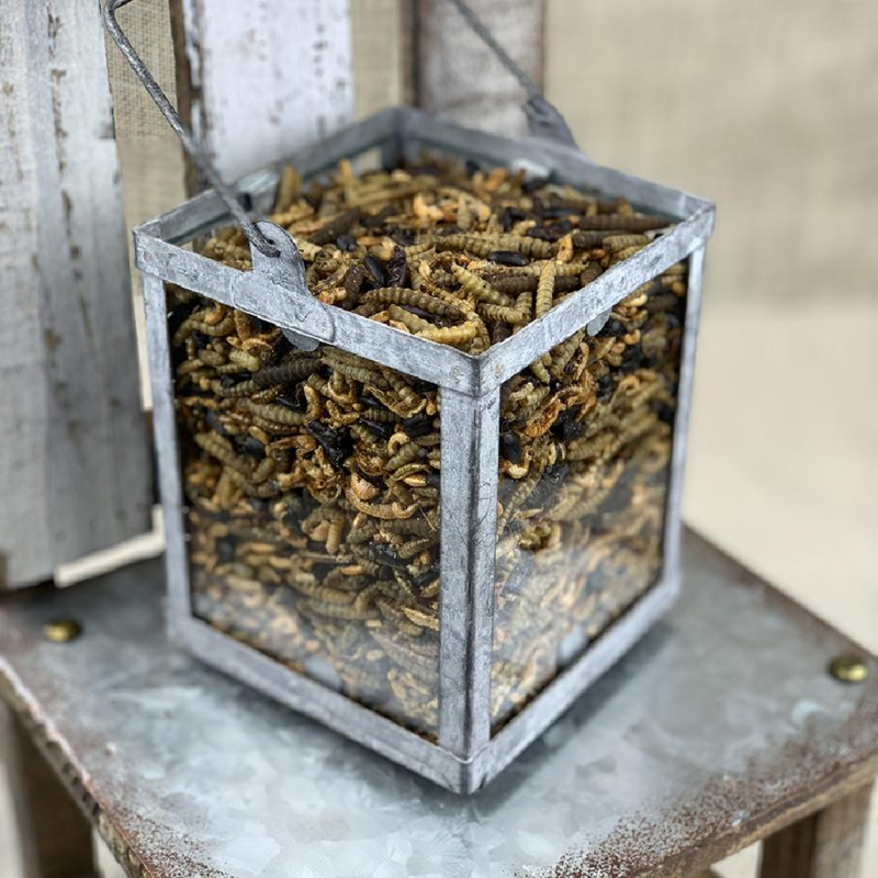 Happy Hen Treats Bug Bonanza