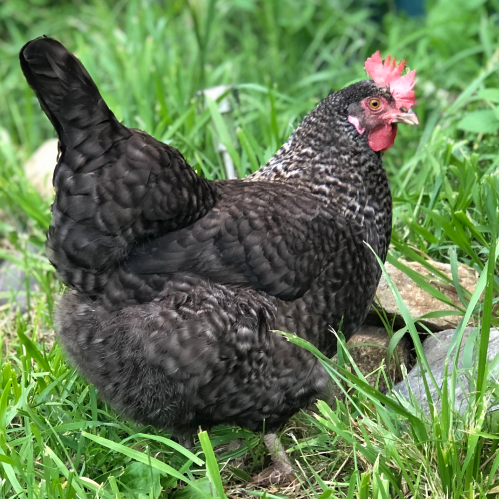 Olive Egger Day Old Chicks edu.svet.gob.gt