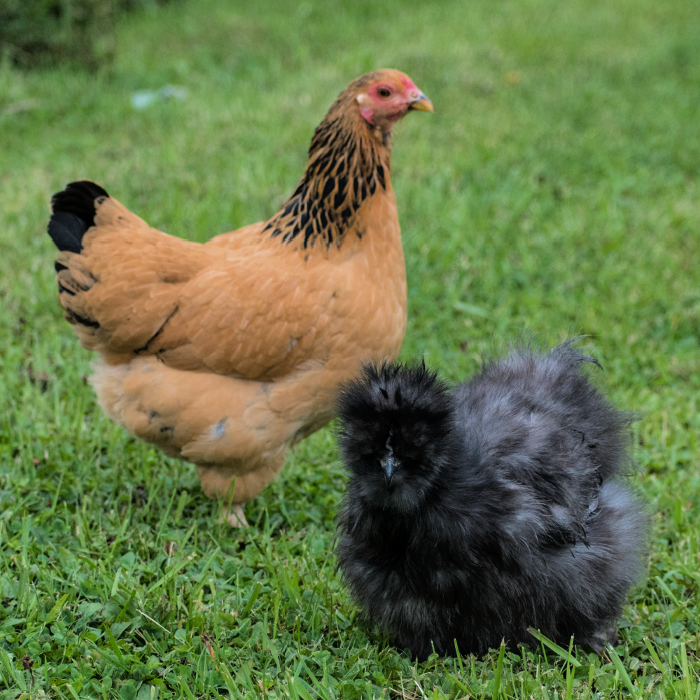 Assorted Feather Legged Bantam Day Old Chicks